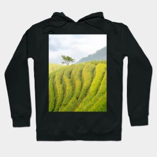 Tree at LongJi Hoodie